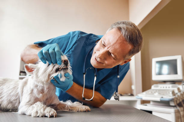 Best Emergency Dental Care for Abscessed Tooth in Vaeboro, NC